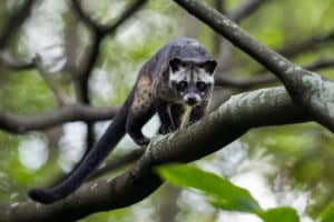 Musang pandan, scent pandan leaves, Ferret