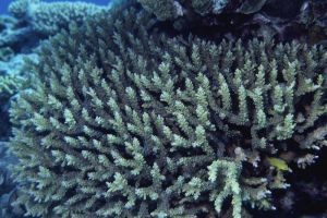 coral reef, plants. sea plants, ocean,