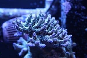 coral reef, plants. sea plants, ocean,