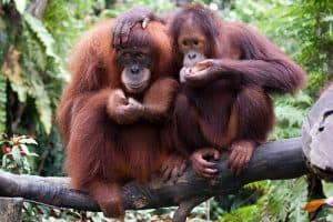 endangered animals, indonesia, animals, endangered