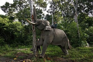 endangered animals, indonesia, animals, endangered