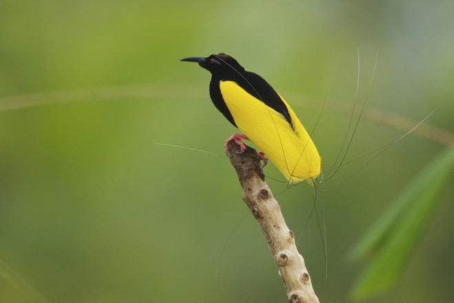 Twelve-wired Bird of Paradise (Seleucidis melanoleuca ...