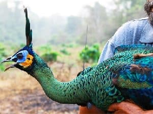 male peafowl