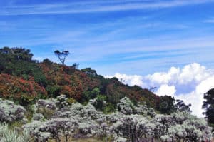 Flower, endemic flower, flora