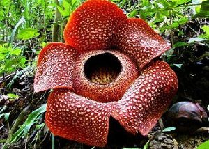 Rafflesia Arnoldii - FactsofIndonesia.com