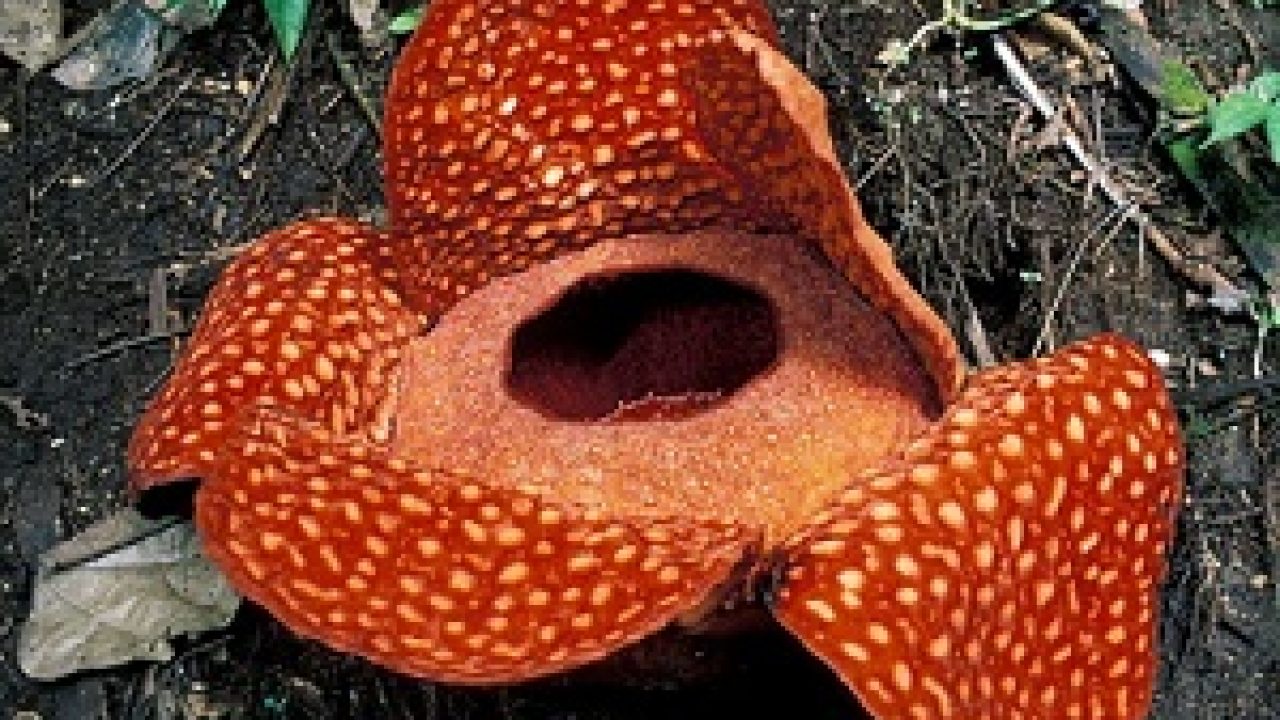21 Rafflesia Arnoldii Flower Facts The Largest Flower In The World Factsofindonesia Com