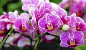 Top 15 Native Plants of Indonesia 5 is Popular 