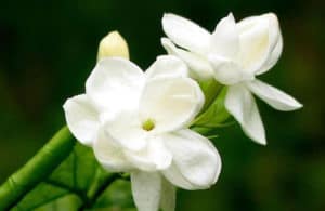 Top 15 Native Plants of Indonesia 5 is Popular Facts  