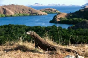 fauna, island, komodo island, place