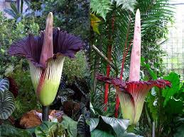 Top 15 Native Plants Of Indonesia 5 Is Popular Factsofindonesia Com