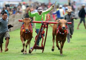 Karapan Sapi Festival