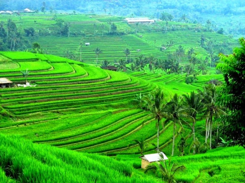 Farming in Indonesia - Areas - Cultivation Systems - FactsofIndonesia.com