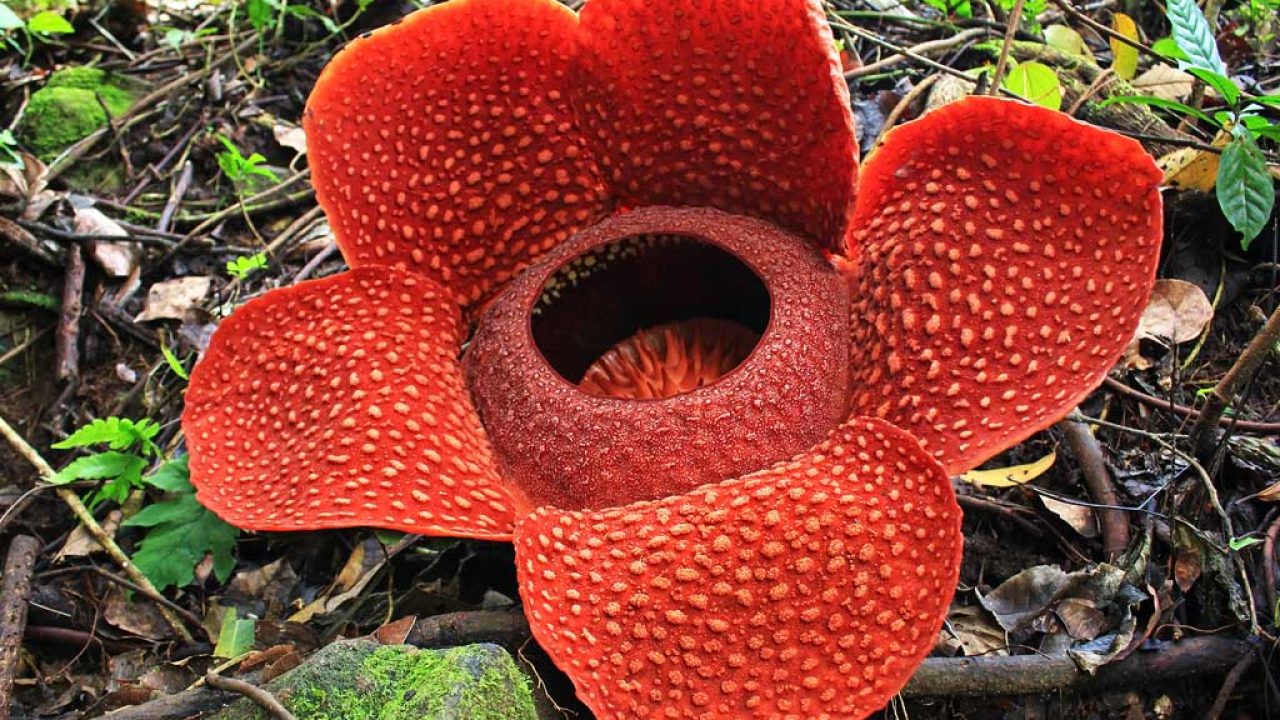 10 Rare Flowers In Indonesia 8 Is Beautiful Factsofindonesia Com