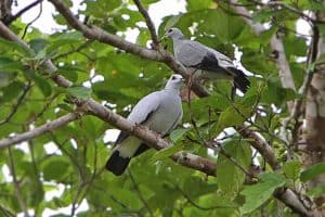 bird merpati hutan perak