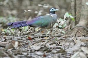 bird tokhtor sumatera