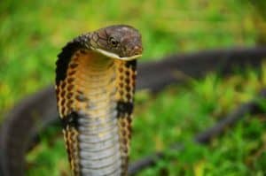 snake anang