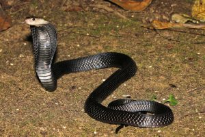 snake sumatran spitting cobra