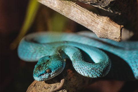 Snake Sunda Pit Viper - FactsofIndonesia.com