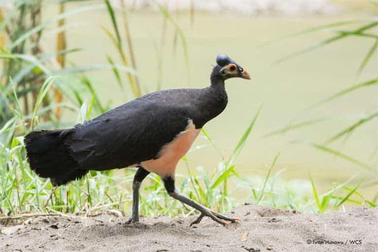 Burung Terbesar Di Indonesia: Kenali Lebih Dekat Burung Maleo