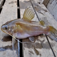 15 Endemic Fish In Indonesia - FactsofIndonesia.com