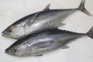 15 Endemic Fish In Indonesia - FactsofIndonesia.com