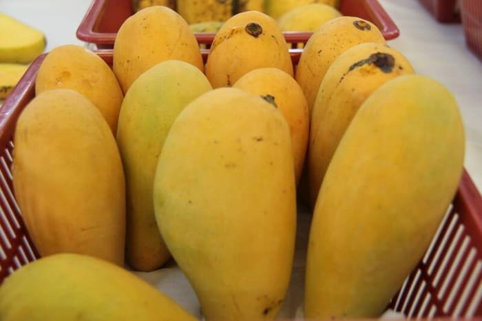Chokanan mango - FactsofIndonesia.com
