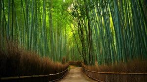Japanese Amateur in a Bamboo Forest