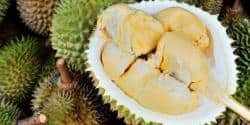 Unduh 8400 Koleksi Gambar Durian Bali Terbaik HD