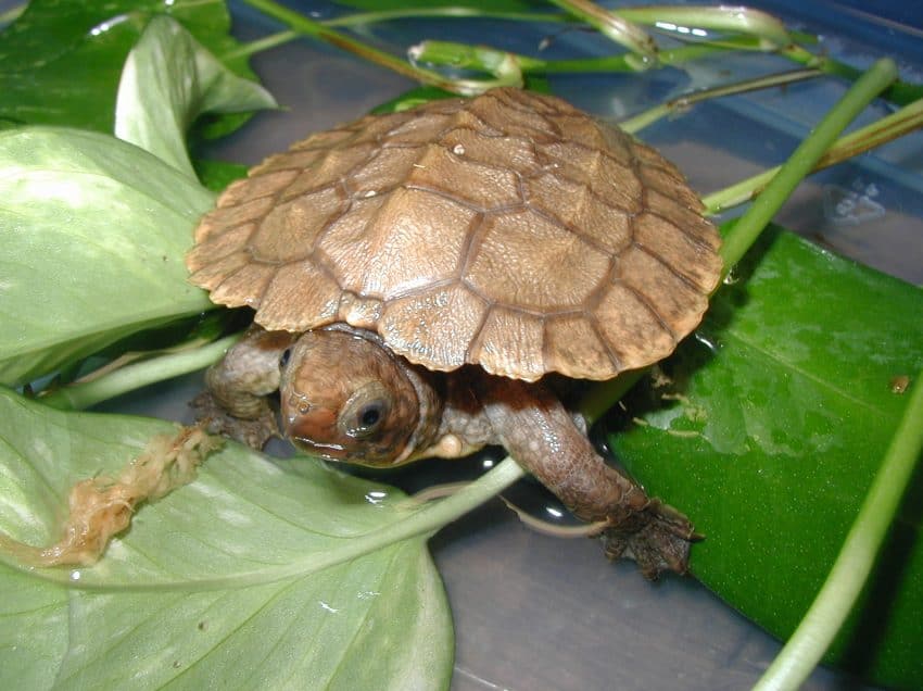 10 Types Of Turtles In Indonesia - FactsofIndonesia.com