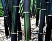15 Types of Bamboo  Indonesia You Can Find 