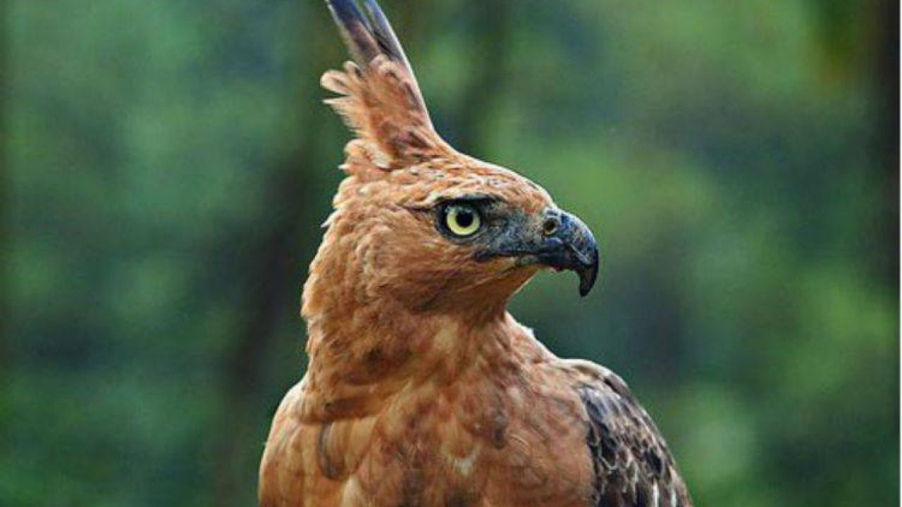 10 Common Types Of Eagles In Indonesia 3 Is Endemic Factsofindonesia Com,Chameleon Care Sheet