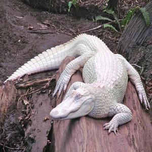 Albino Crocodile