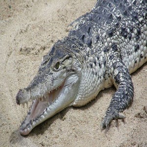 Alligator or Sahul Crocodile