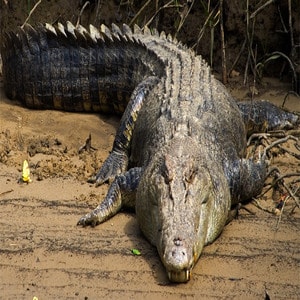 Bekatak Crocodile