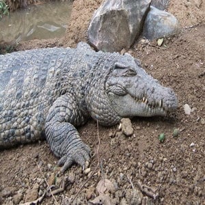 Irian Crocodile