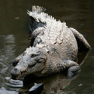 Kalimantan Crocodile