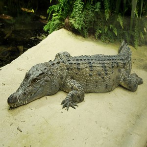 Mindoro Crocodile