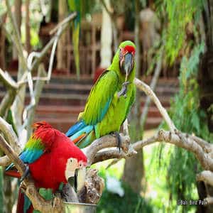 Bali-Bird-Park