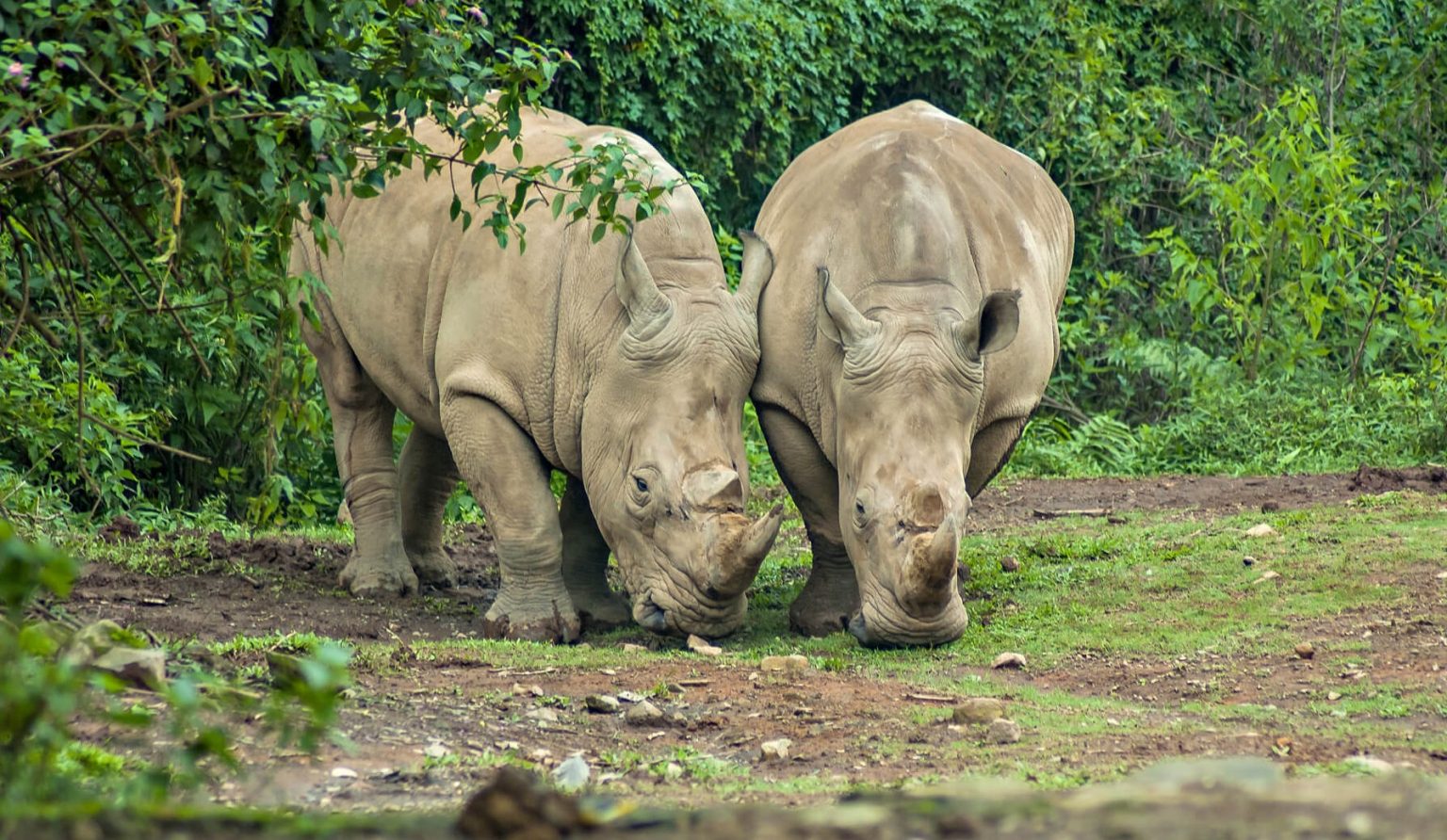 5 Breathtaking National Parks in Indonesia You Should Visit