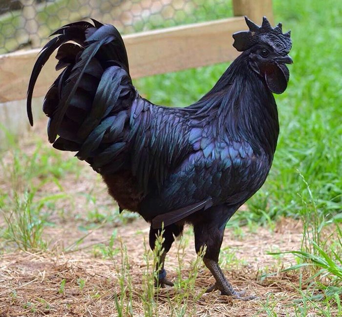 black chickens eggs