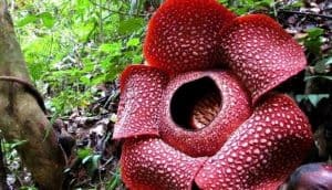 Vulnerable Plants from Indonesia