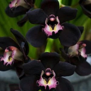 Vulnerable Plants from Indonesia (Black Orchid)
