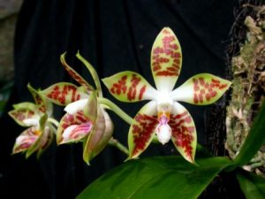 Orchids in Indonesia (Moon Star Orchid)