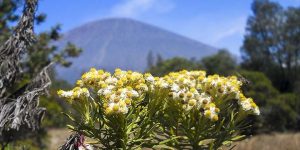 Vulnerable Plants from Indonesia (Javanese Edelweiss)