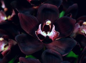 Orchids in Indonesia (Black Orchid)