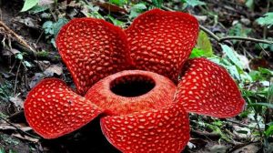 Vulnerable Plants from Indonesia (Rafflesia Arnoldii)