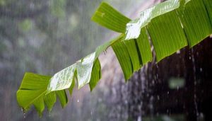 Indonesian Rain Shamans