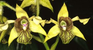 Orchids in Indonesia (Jamrid Orchid)