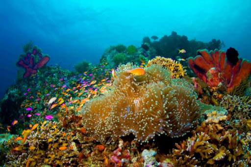 Most Popular Marine Tourism in Indonesia