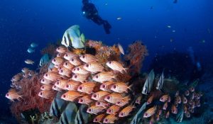 best diving spot in indonesia
